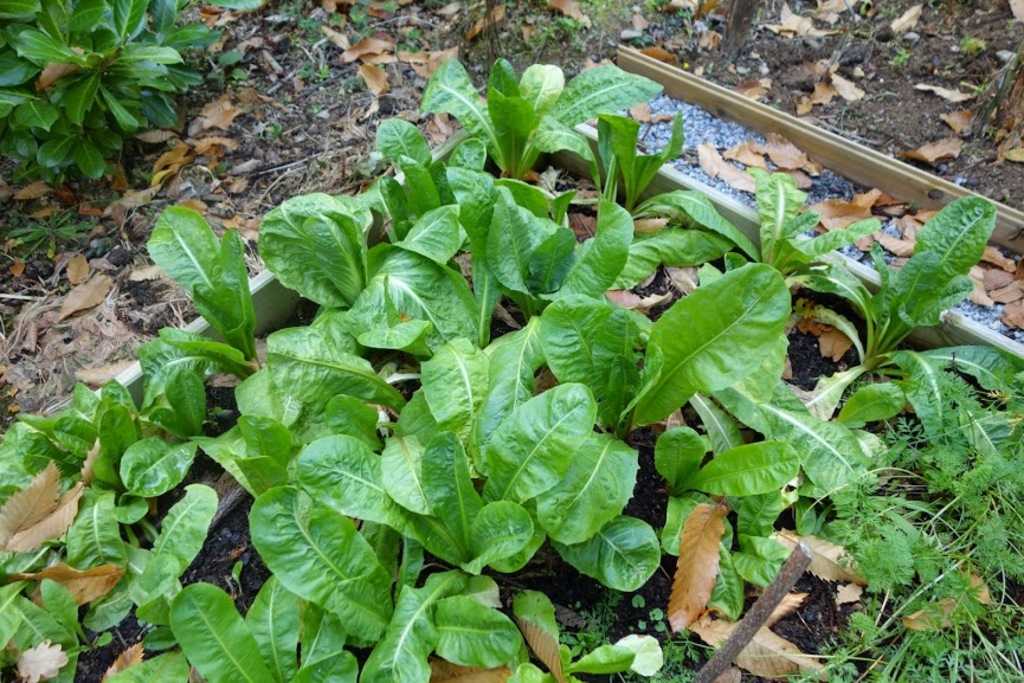 quand planter endives