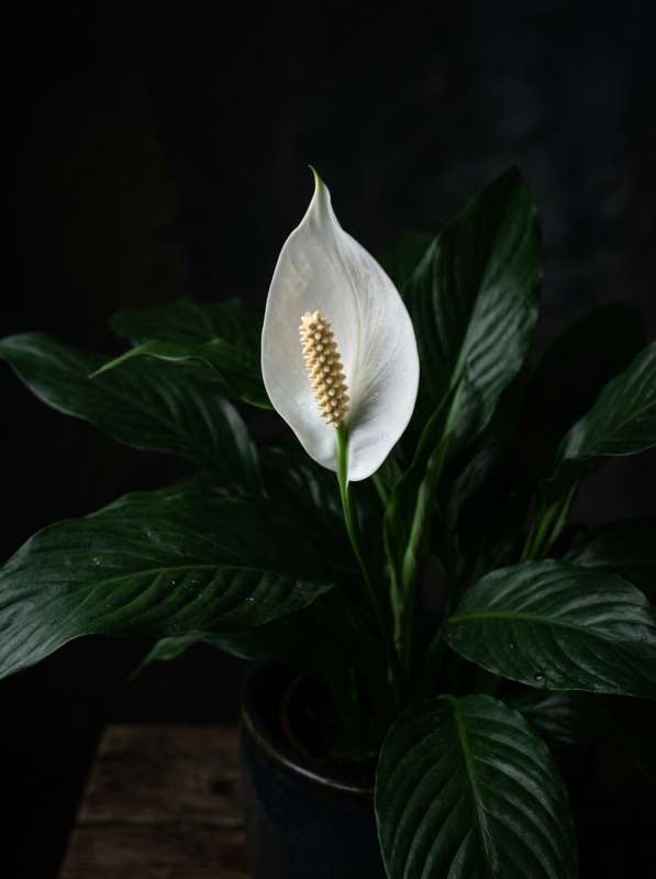 Spathiphyllum