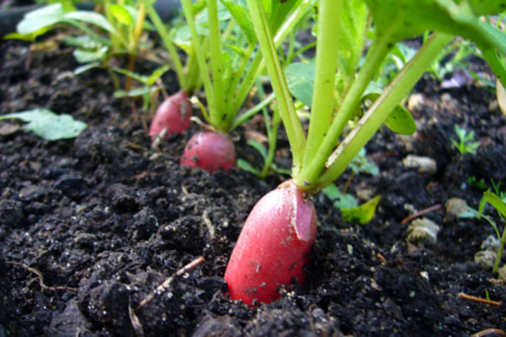 tout sur le radis tout sur le radis
