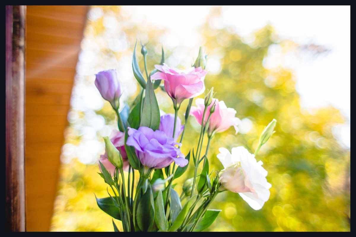 Photo de Eustoma grandiflorum (Lisianthus)