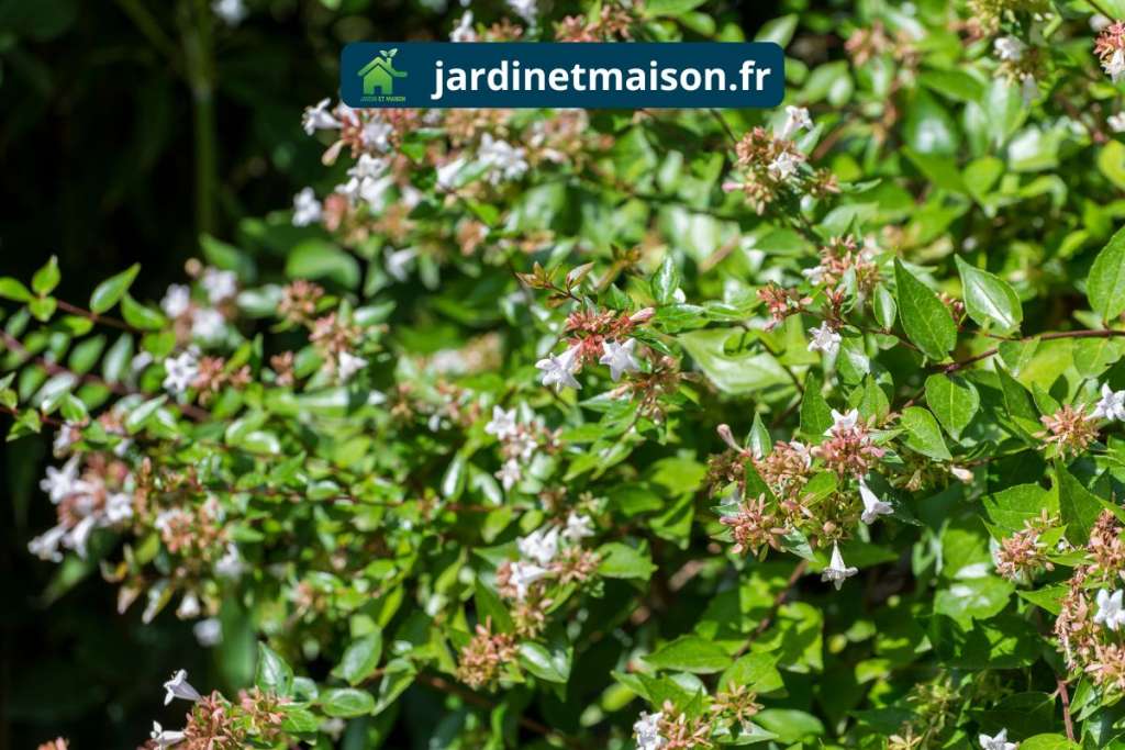 abelia floribunda