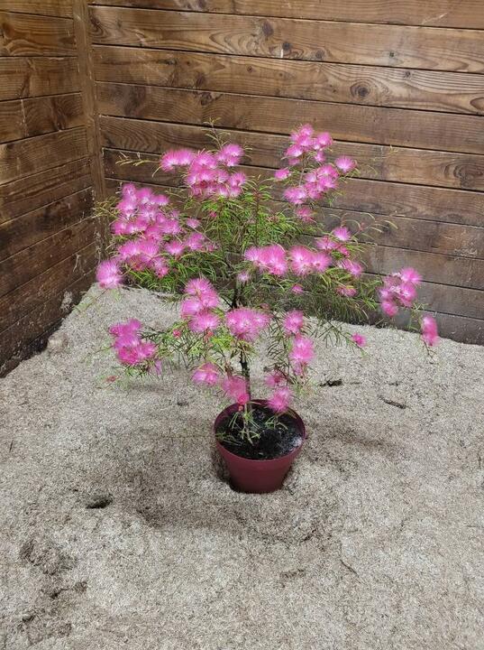 calliandra surinamensis