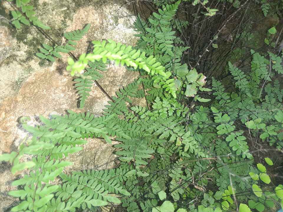Asplénium (Asplenium platyneuron)