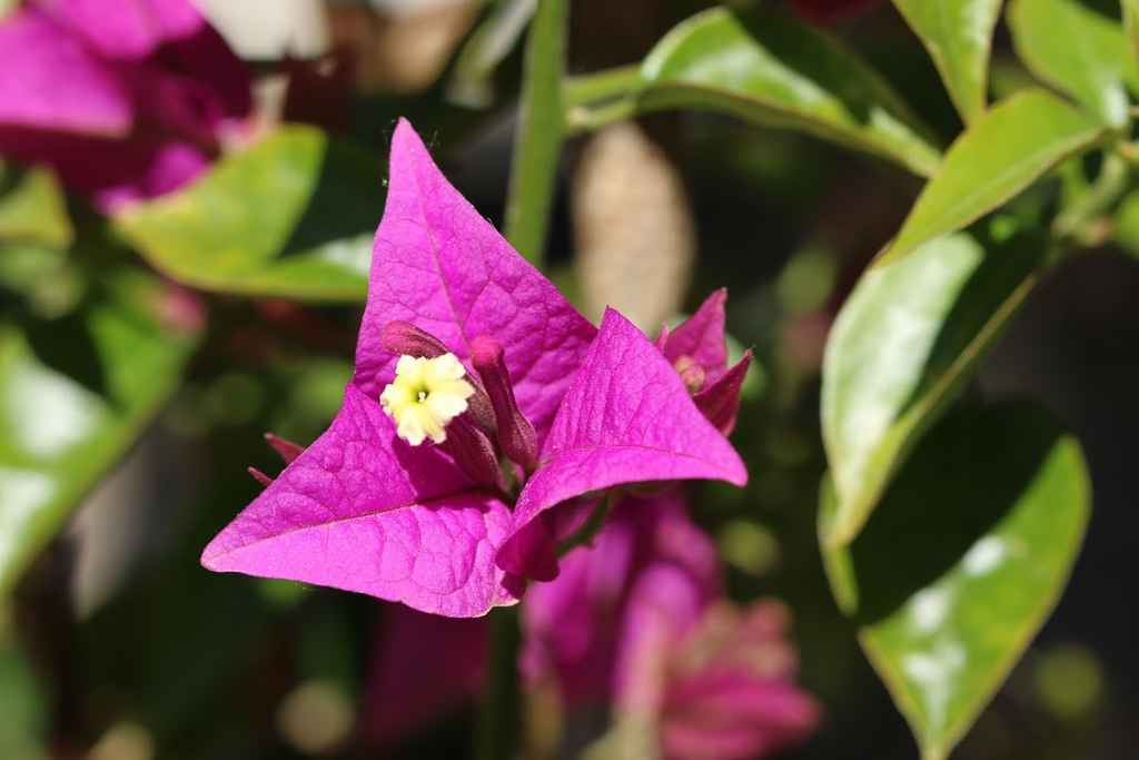 Bougainvillea glabra