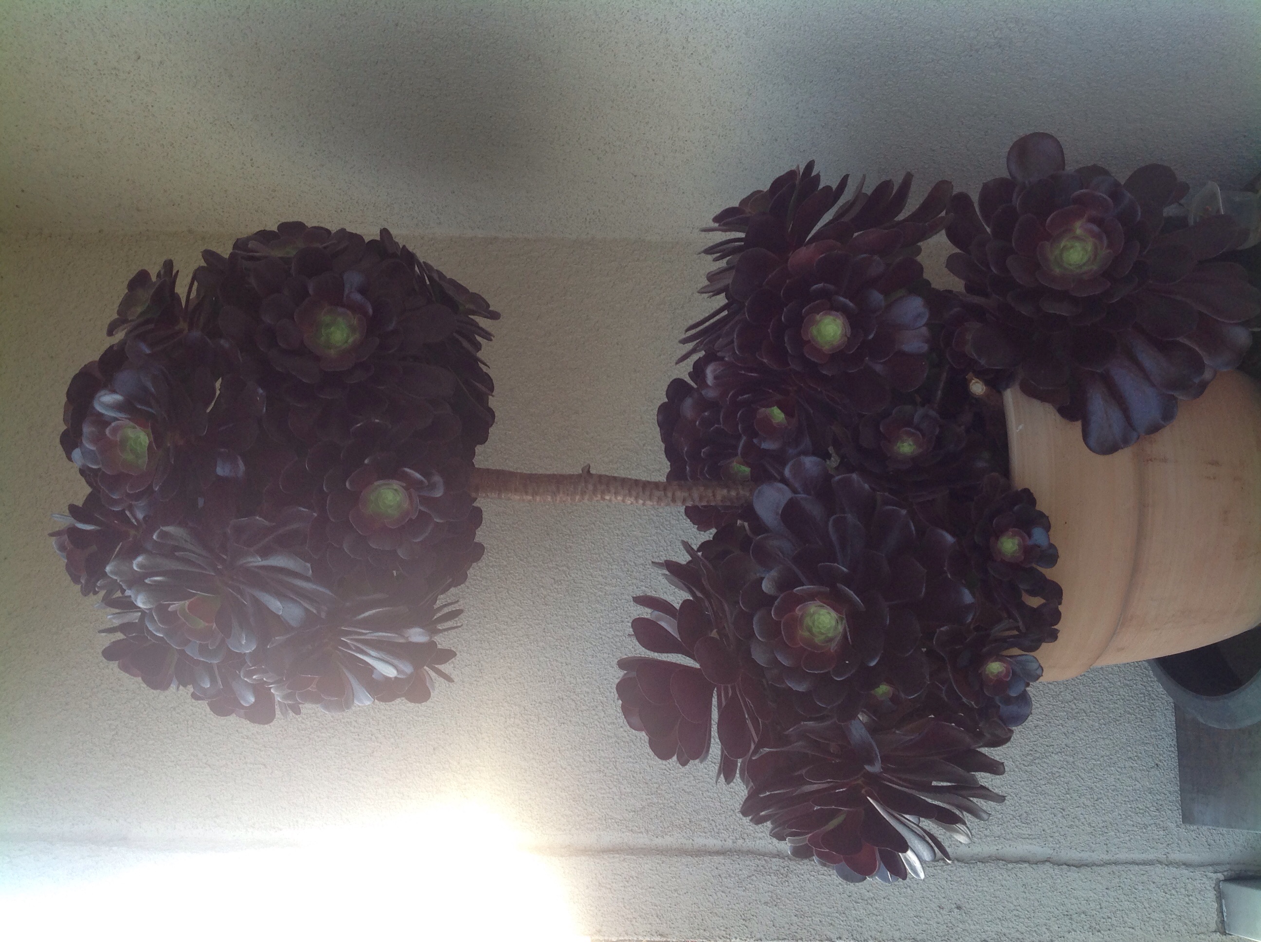 Aeonium arboreum (Buis de Chine)