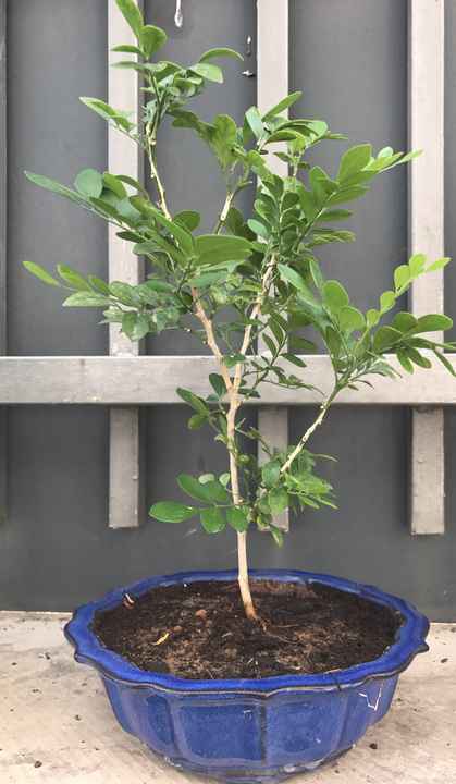 Simple bouture de Murraya environ 4 ans