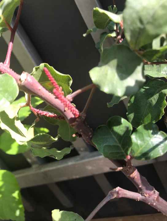 Ceratonia siliqua -fleurs automne 2018