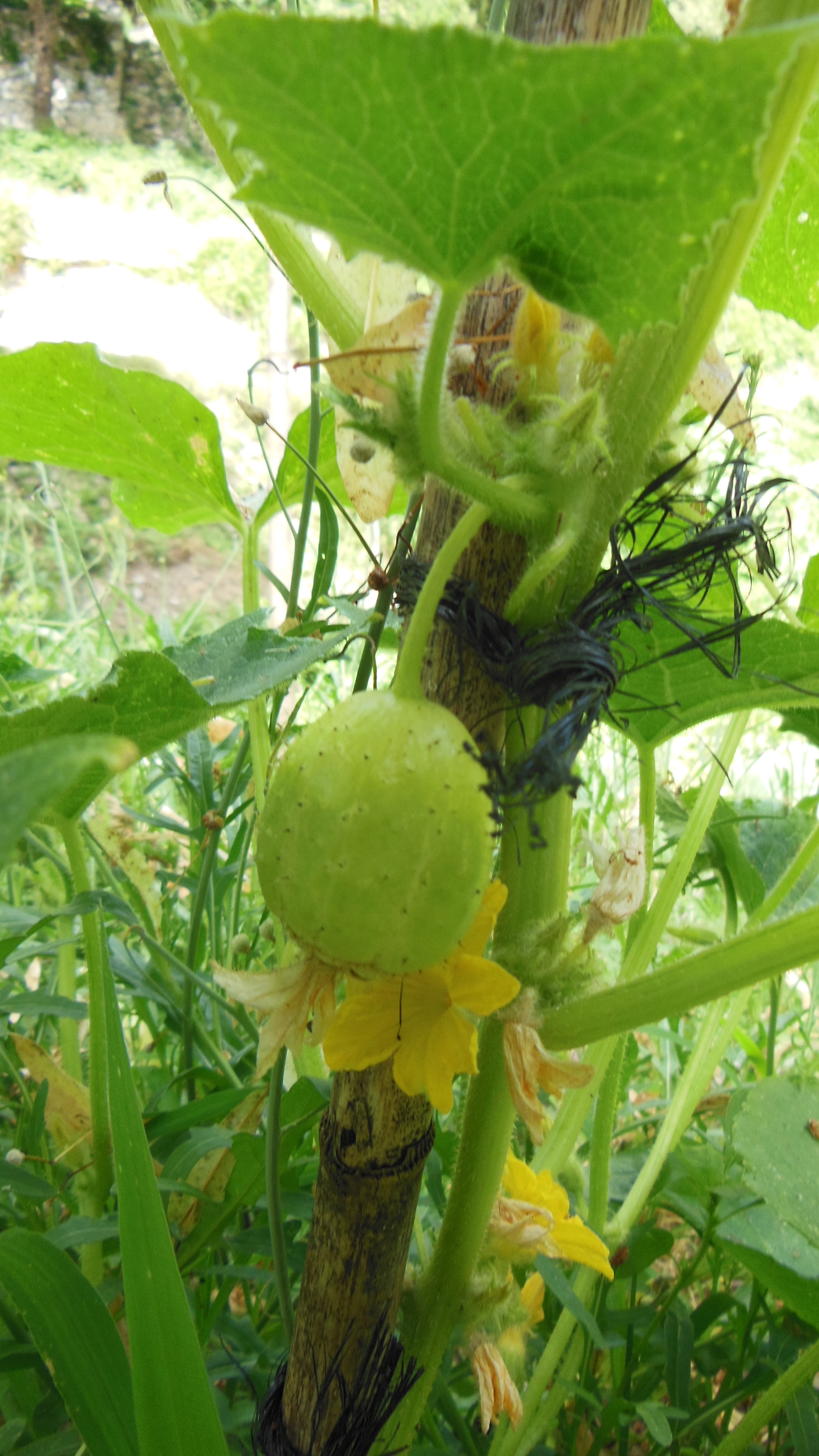 Cucumis sativus 'Lemon' Concombre fruit pas encore à  point sur la plante