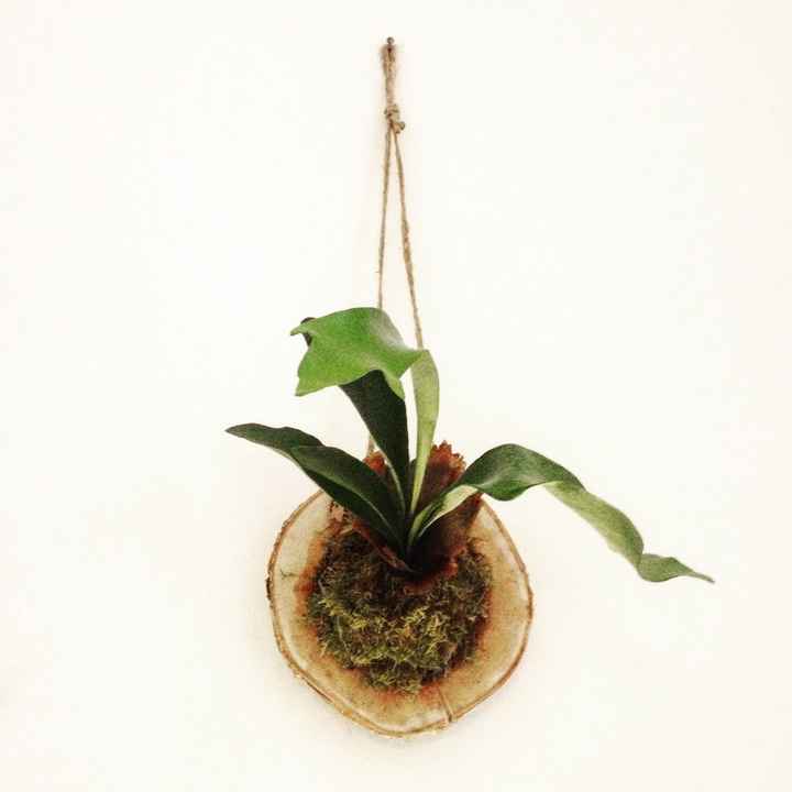 Platycerium bifurcatum Corne d'Élan