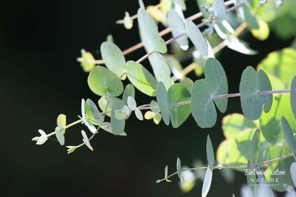 Eucalyptus (Eucalyptus cinerea)