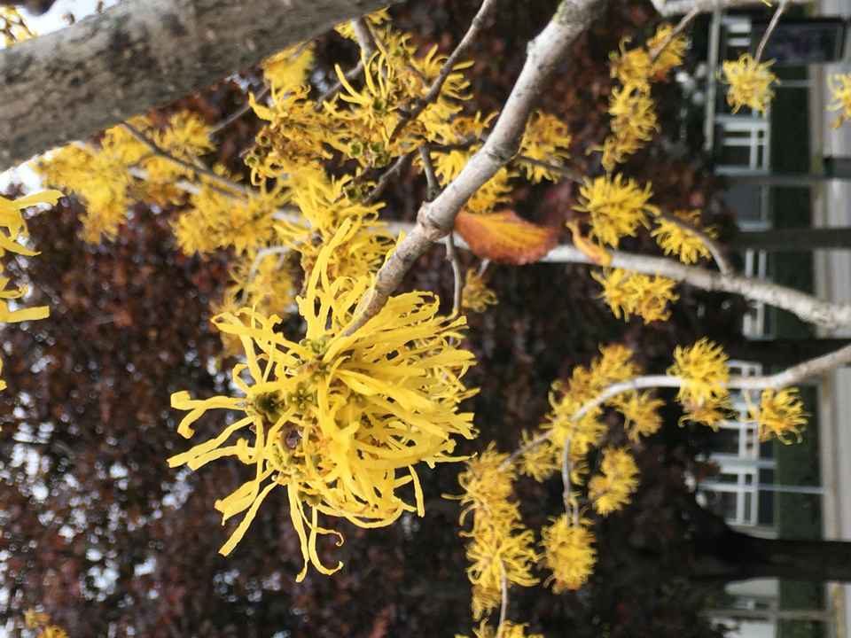 HAMAMÉLIS (HAMAMELIS VIRGINIANA)