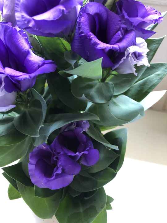 Lisianthus (Eustoma grandiflorum)