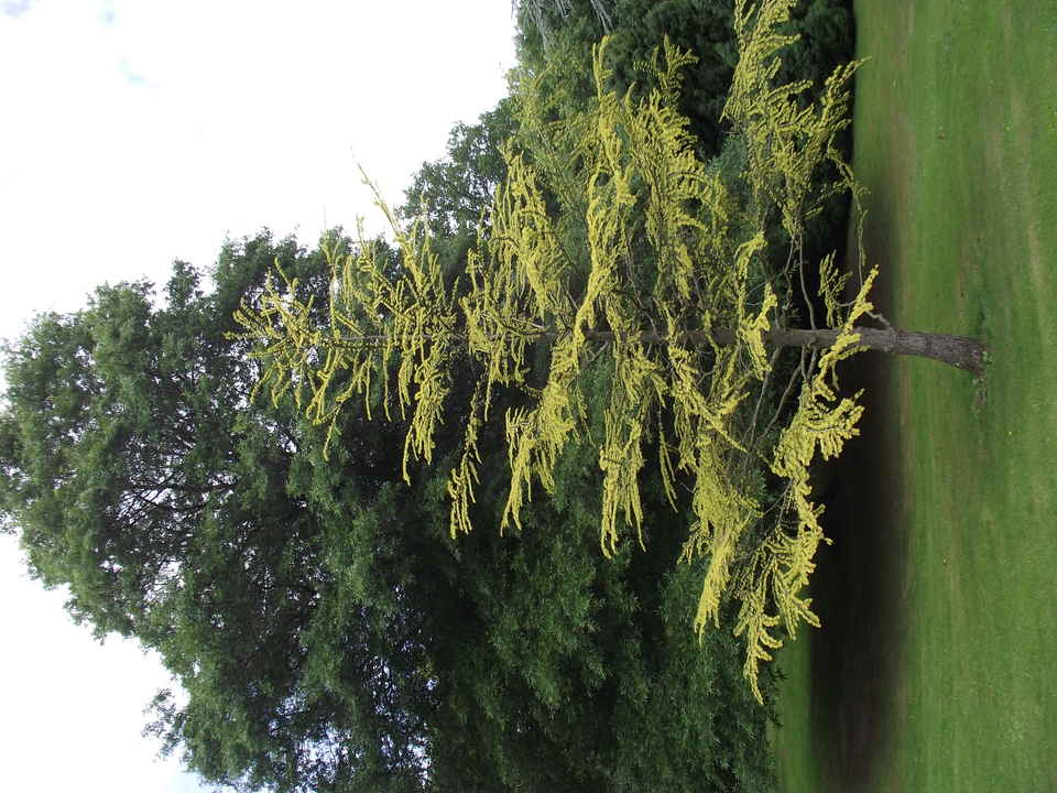 Pseudolarix amabilis Mélèze de Chine