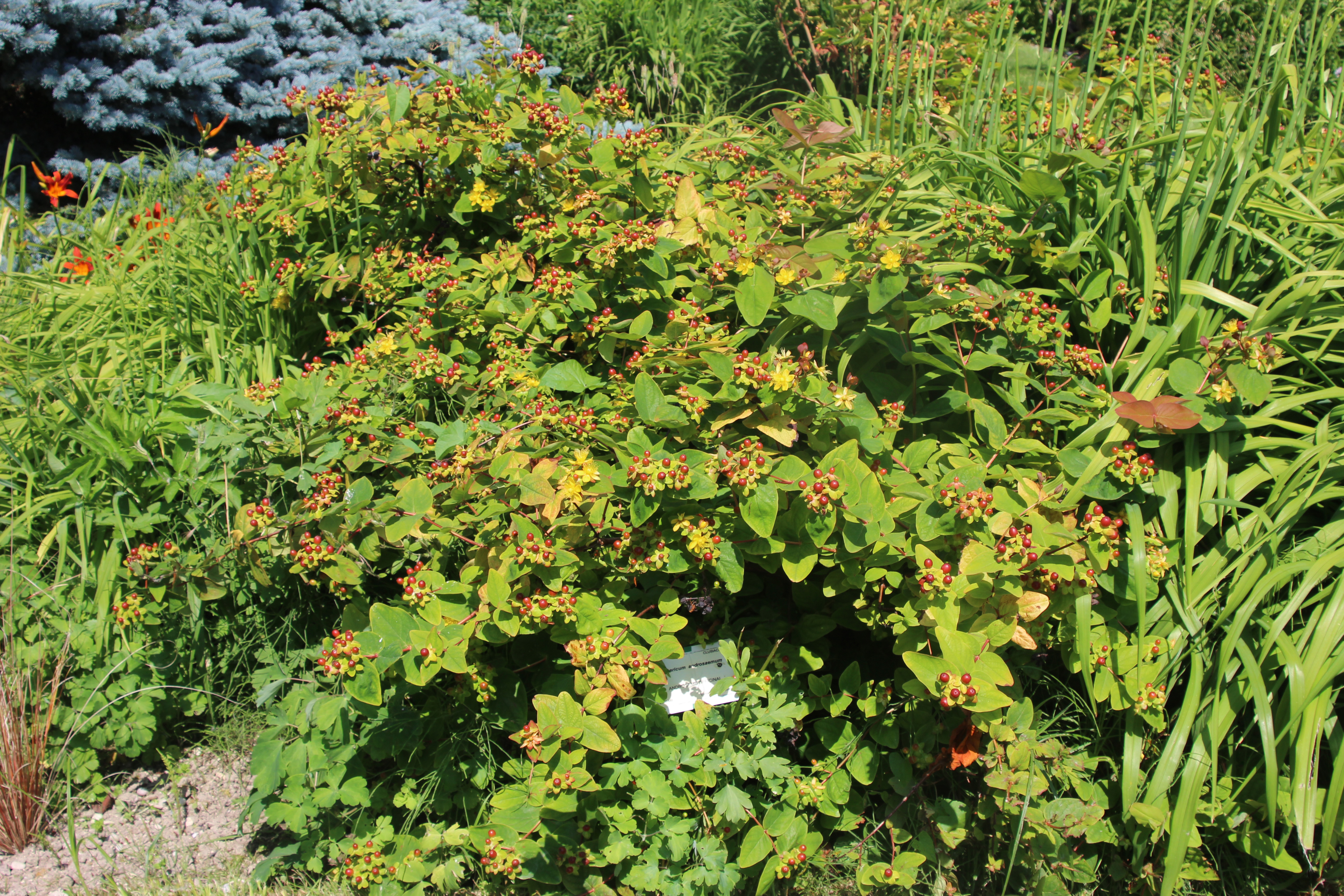 Hypericum androsaemum Millepertuis Androsème dans le Jardin Botanique de Marnay sur Seine