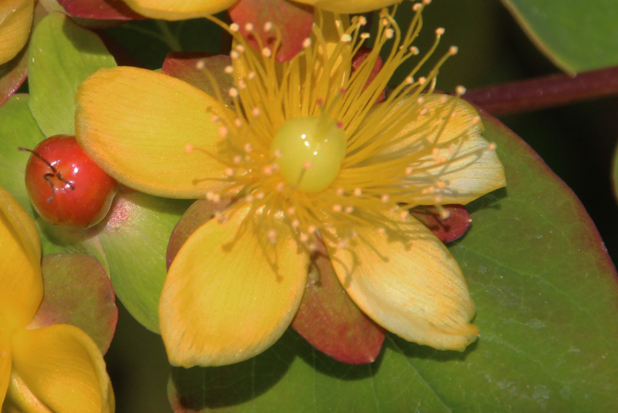 Hypericum androsaemum Millepertuis Androsème fleur