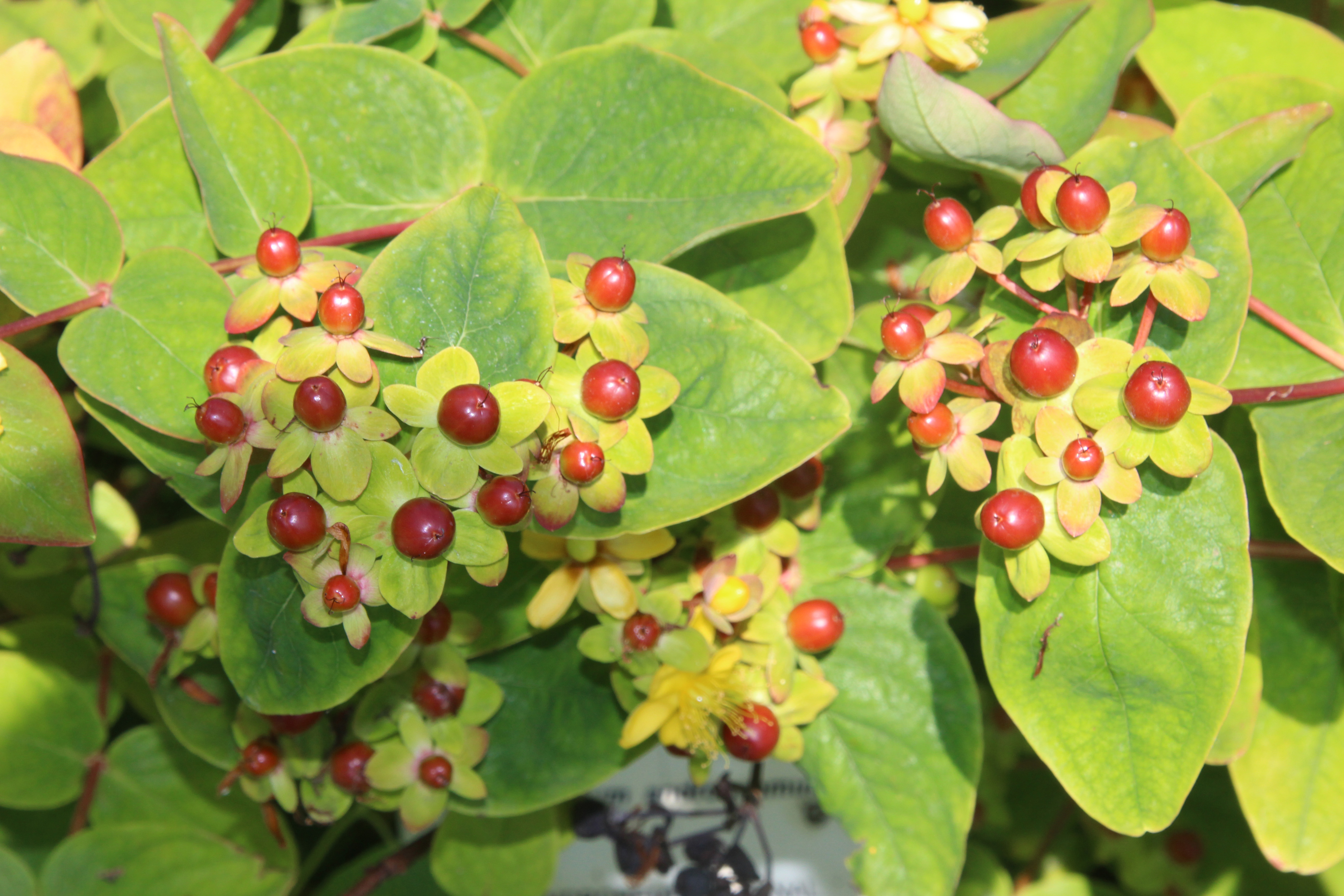 Hypericum androsaemum Millepertuis Androsème fruit