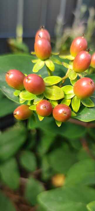 Merci de mettre le nom de la fleur ici