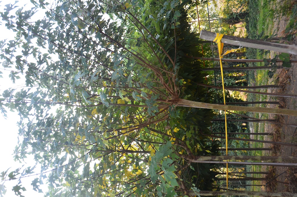 Broussonetia papyrifera Mûrier d'Espagne