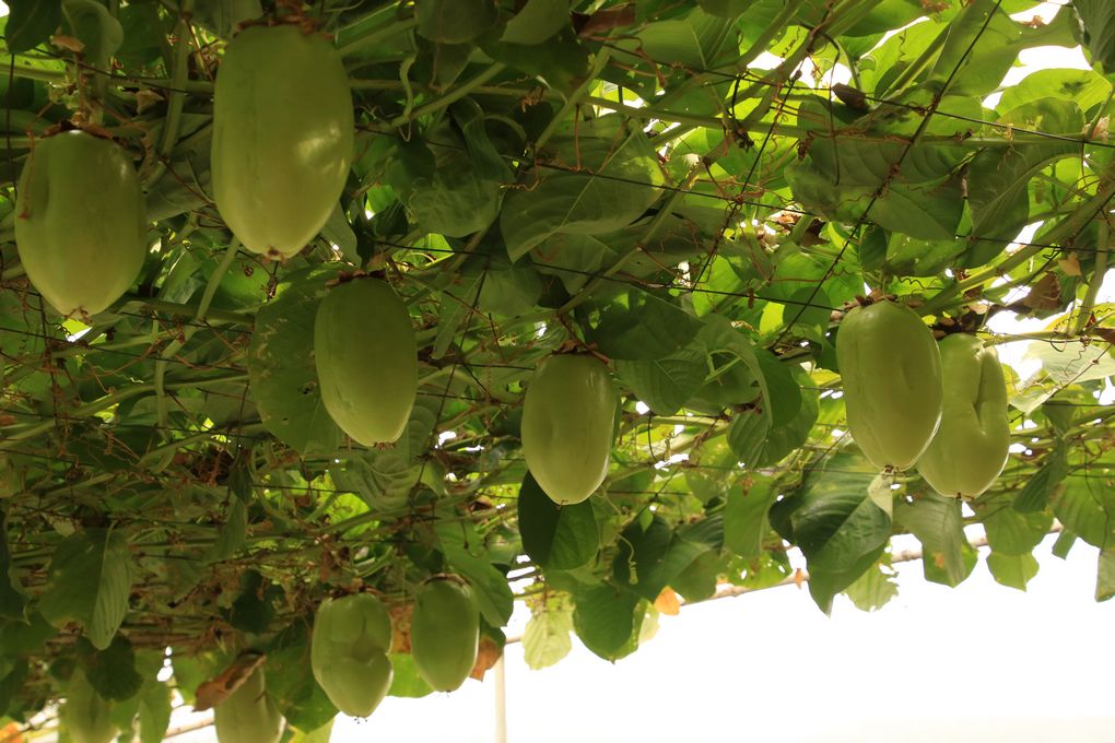 PASSIFLORE (PASSIFLORA QUADRANGULARIS)