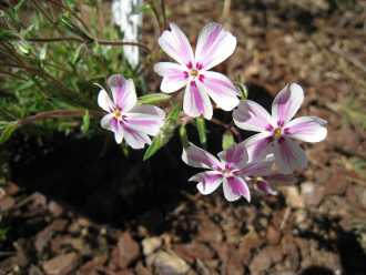 Phlox subulata 'Candy Stripe'