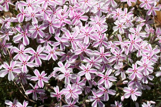 Phlox subulata 'Candy Stripe'
