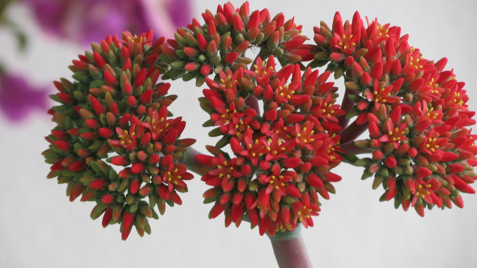 Crassula falcata Plectranthus