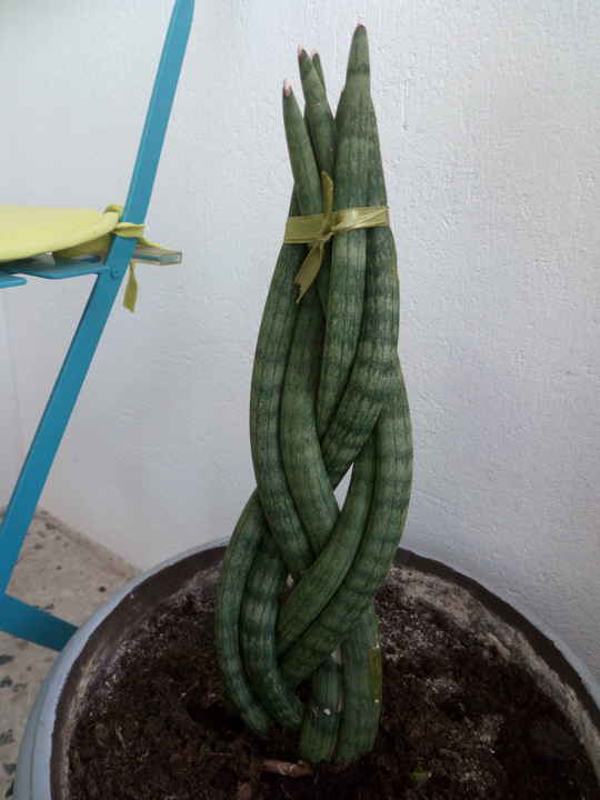 Sanseviera cylindrica