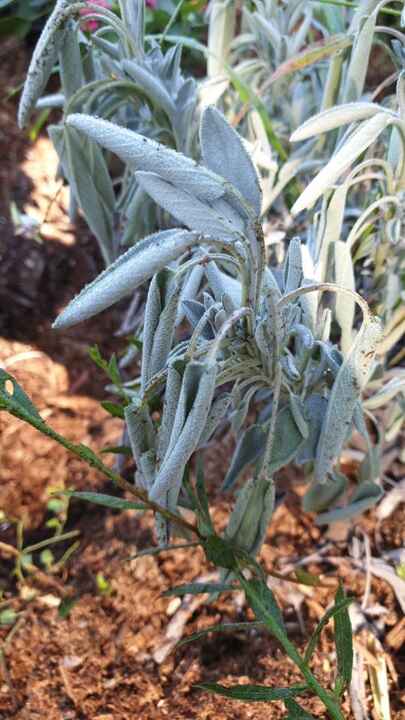 Sauge Officinale (Salvia officinalis)