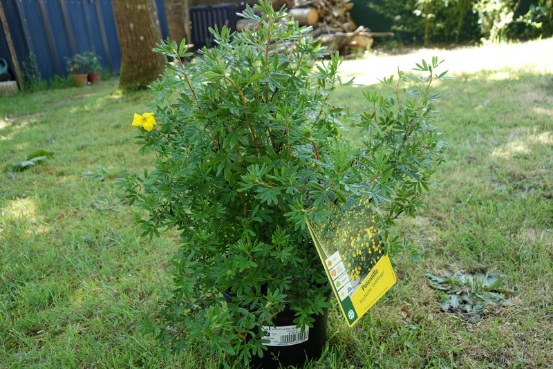 Potentille jaune fructicosa goldfinger