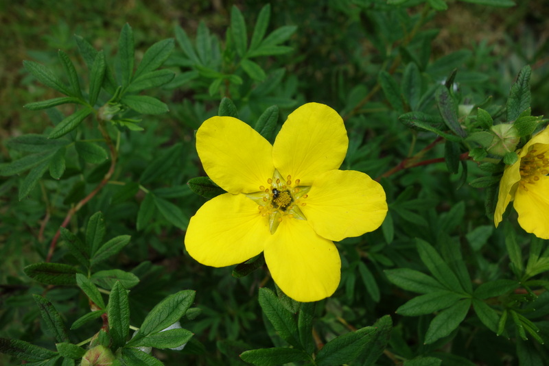 Potentille jaune fructicosa goldfinger