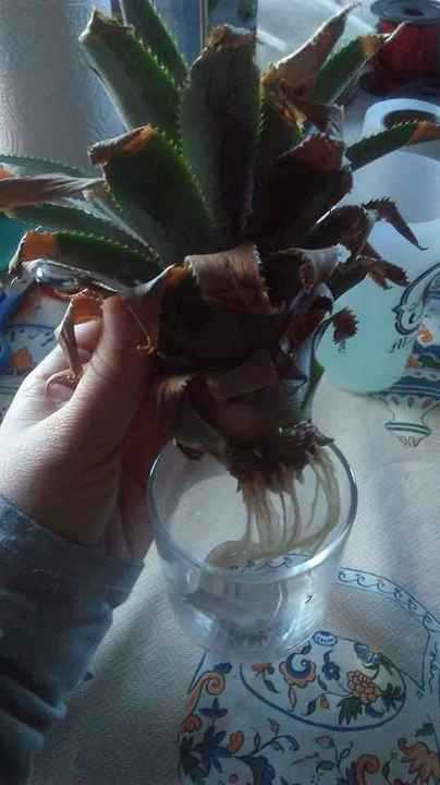 Bouturage de l'ananas