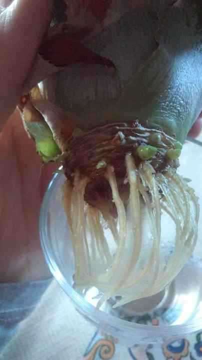 Bouturage de l'ananas