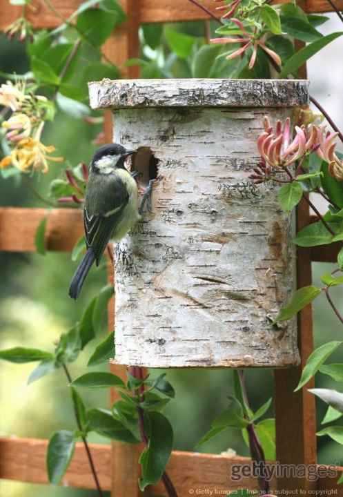 Top 10 des nichoirs et mangeoires à oiseaux Top 10 des nichoirs et mangeoires à oiseaux