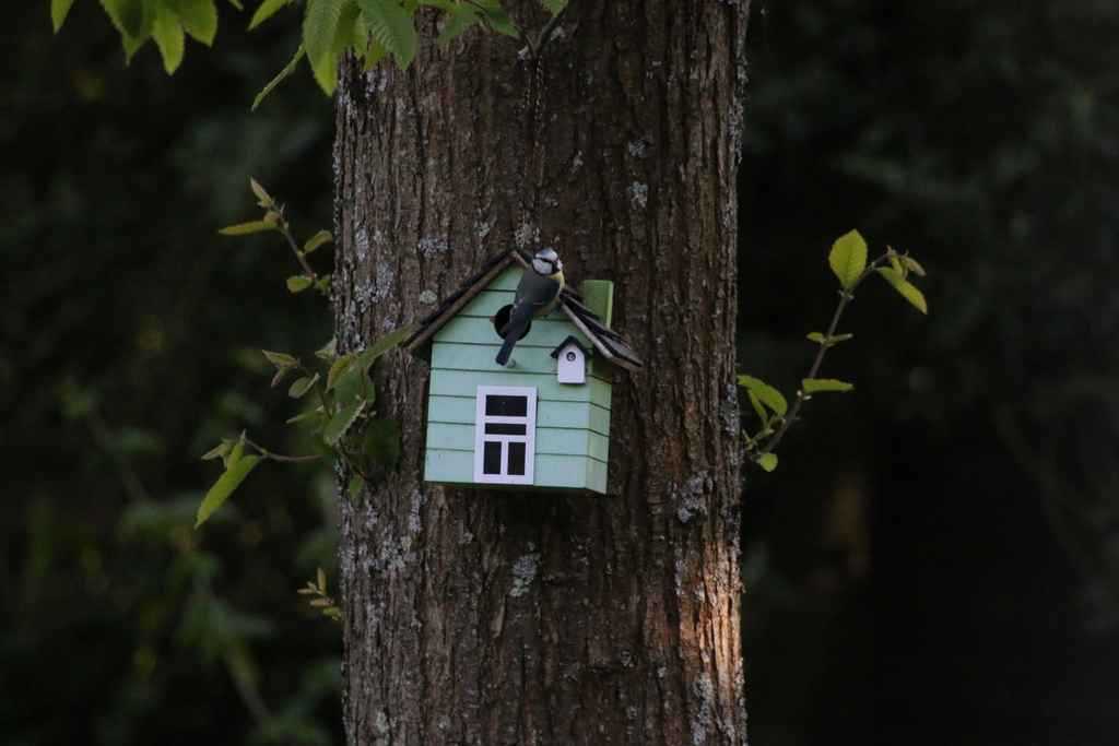 Top 10 des nichoirs et mangeoires à oiseaux