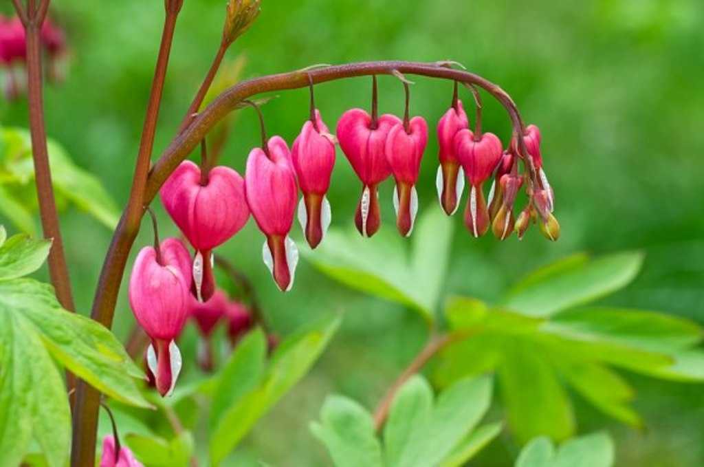 Le Cœur de Marie ou Coeur Saignant, poétique et délicat Fleurs caractéristiques en forme de cœurs renversés, blanches et roses