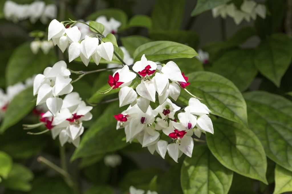 Floraison exotique en coupe du clérodendron grimpant Magnifiques petites fleurs bicolores (blanc et rouge cramoisi) du clerodendrum
