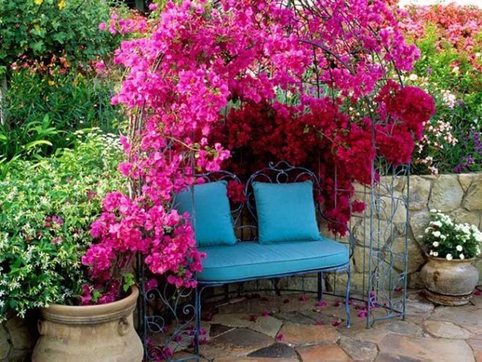 Magnifique cascade de fleurs roses d'un Bougainvillier en plein soleil Éclatantes bractées roses fuchsia d'un bougainvillier grimpant sur un poteau de pergola