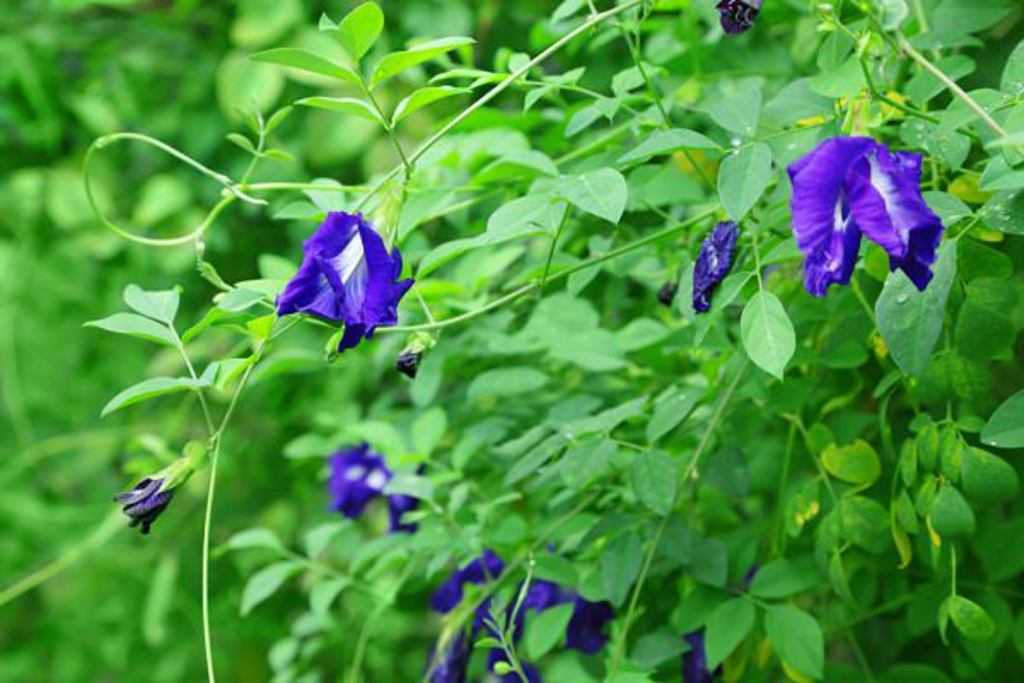 La couleur azure intense du pois bleu ou Clitoria Fleur bleue électrique du pois bleu qui attire les papillons