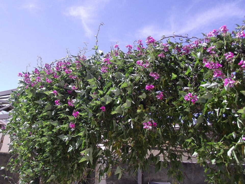 Pois de senteur : des fleurs colorées au parfum inégalé Fines fleurs roses et violettes de pois de senteur grimpant sur un fin treillis