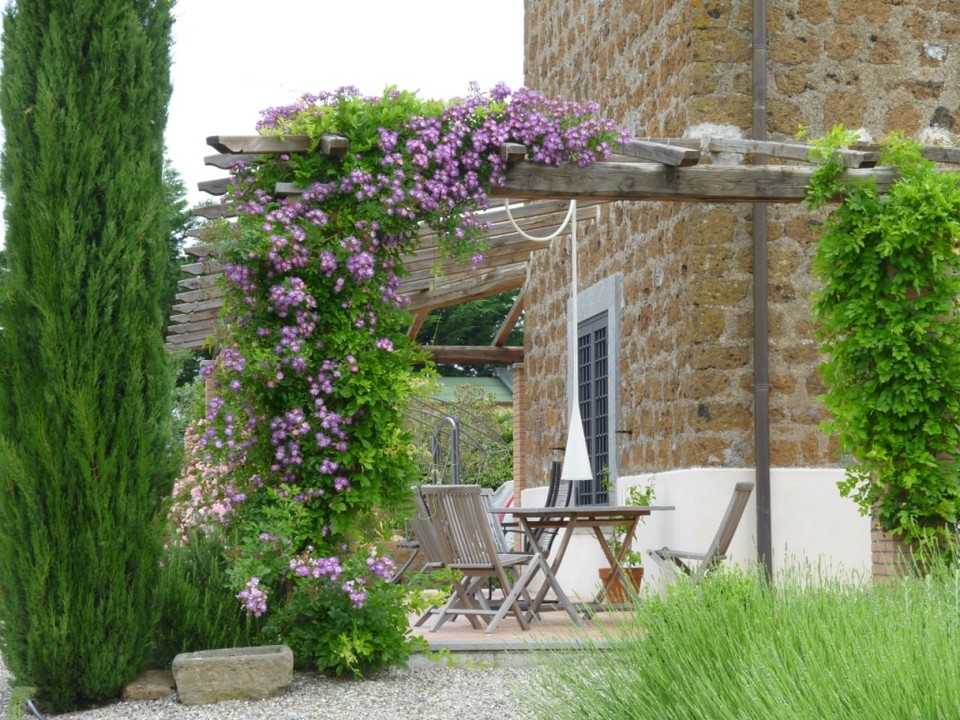 Clématite mauve en pleine floraison sur une tonnelle Gros plan sur une clématite violette grimpant sur la structure d'une pergola