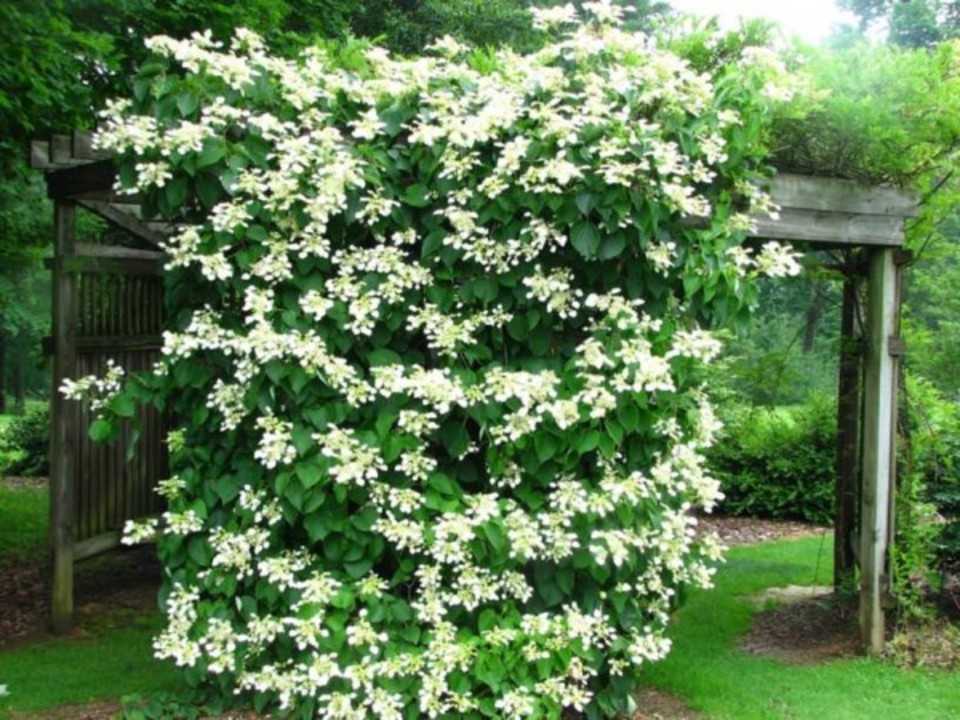 La floraison majestueuse de l'hortensia grimpant pour les murs et treilles au nord Larges ombelles blanches vaporeuses de l'hortensia grimpant sur un support robuste