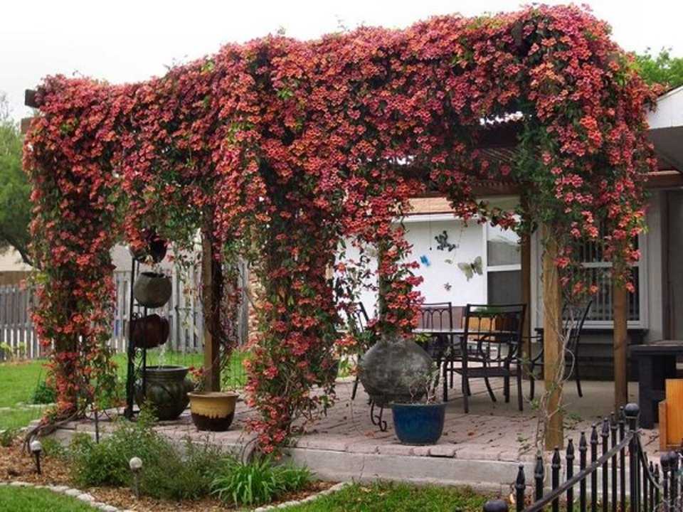 La Bignone et sa floraison flamboyante estivale Superbes fleurs orange et jaunes de bignone recouvrant un abri extérieur