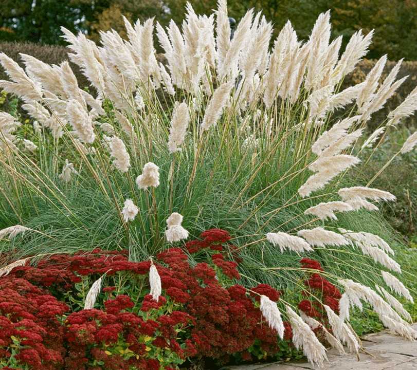 Comment bien harmoniser les fleurs de vos massifs