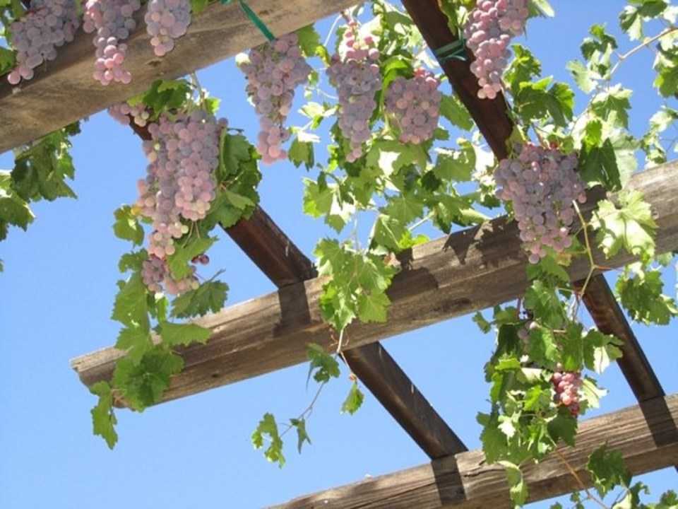Treille de vigne ombrageant une belle terrasse Grappes de raisin vert sous les larges feuilles d'une vigne palissée sur une pergola