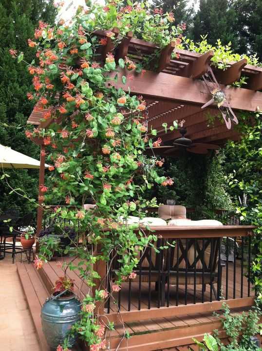 Chèvrefeuille grimpant et ses fleurs tubulaires sur une pergola Fleurs jaunes et blanches de chèvrefeuille dégageant un parfum agréable sur une structure en bois