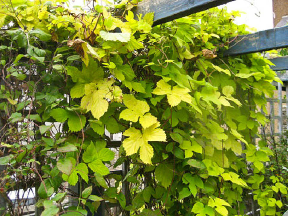 Feuillage luxuriant et cônes odorants du houblon grimpant Lianes denses de houblon recouvertes de cônes verts grimpant autour d'un poteau