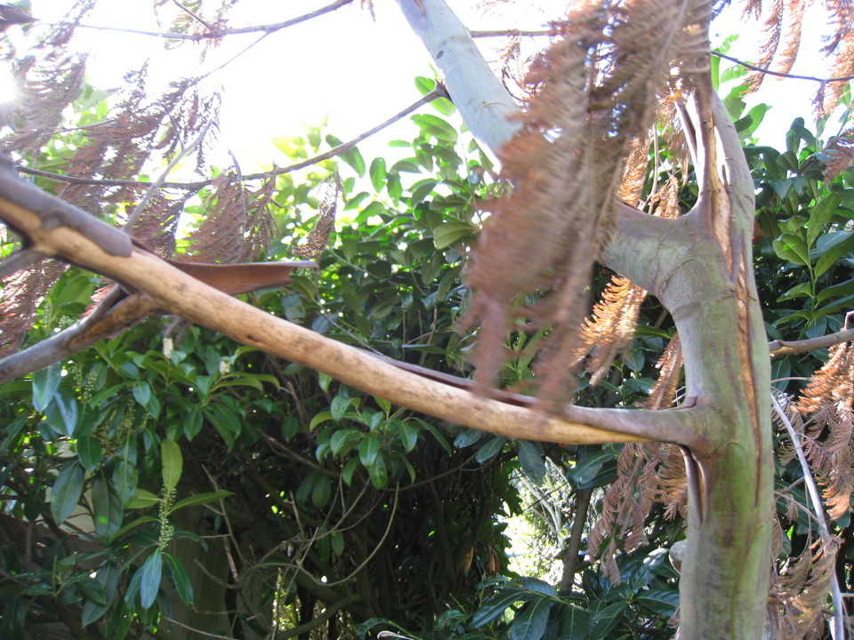 mimosa gelé