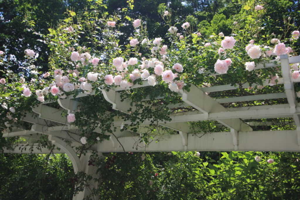 Le rosier grimpant pour une pergola élégante et classique Magnifique rosier grimpant aux fleurs roses recouvrant une pergola en bois extérieur
