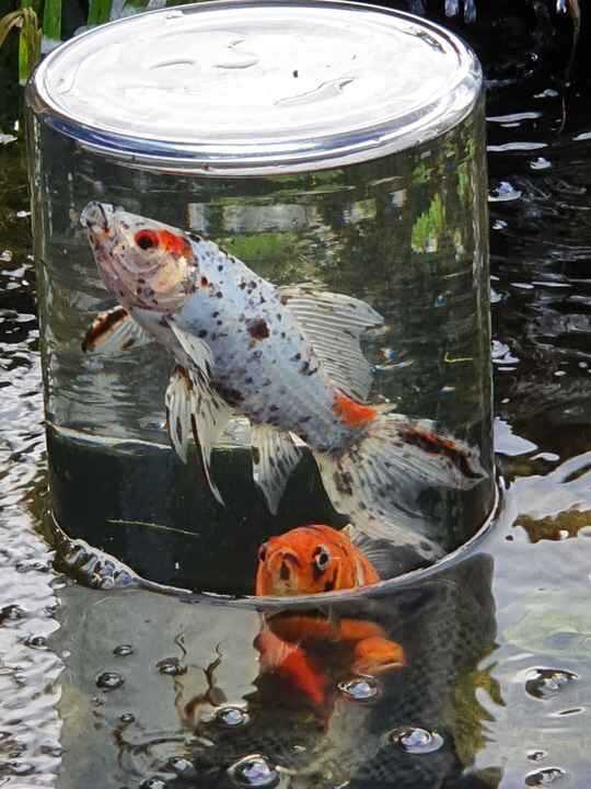 Comment fabriquer soi-même une tour à poisson pour moins de 30 euros