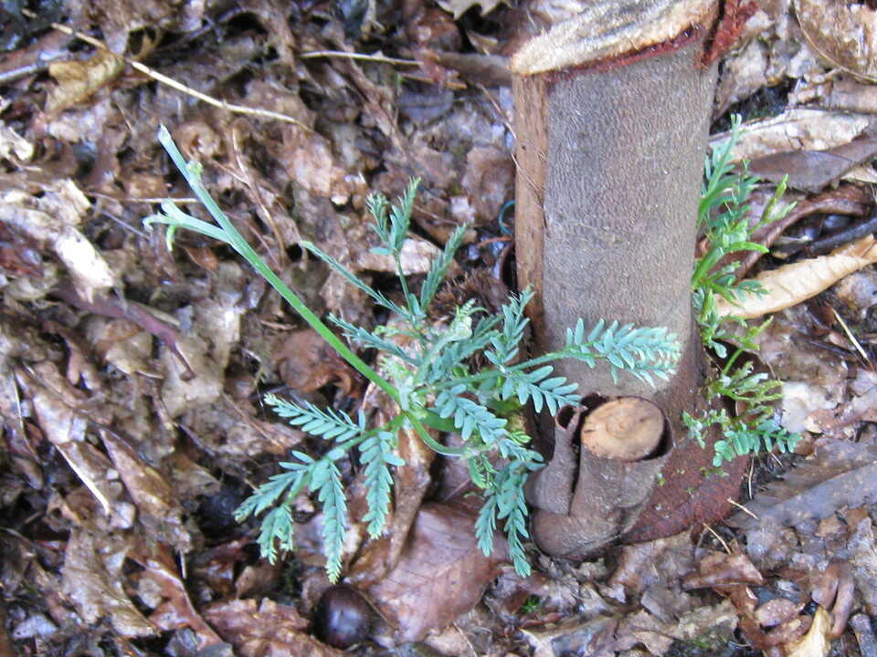 mimosa gelé qui repousse au pied